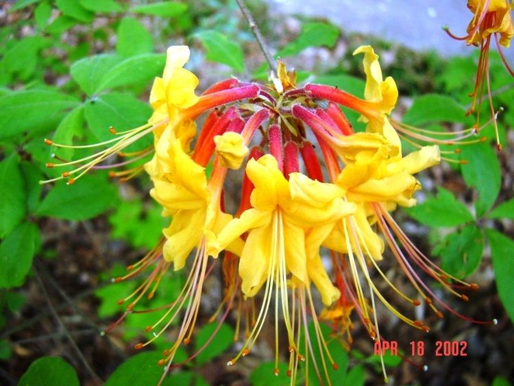 Rhododendron austrinum Rhododendron austrinum 39Kennell39s Gold39