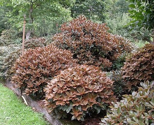 Rhododendron bureavii Rhododendron bureavii new spring foliage emerges bronze color with