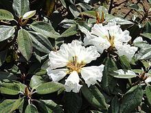 Rhododendron bureavii httpsuploadwikimediaorgwikipediacommonsthu