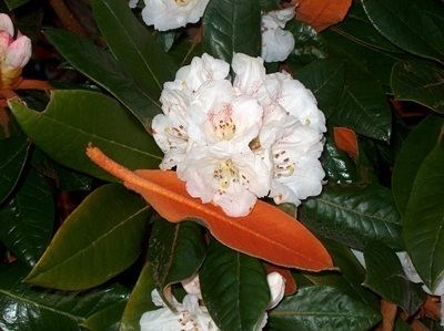 Rhododendron bureavii Hirsutuminfo Rhododendron Species bureavii