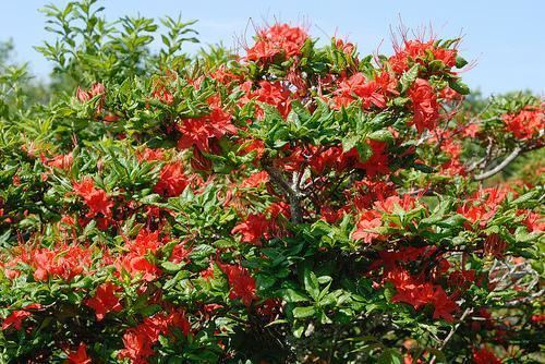 Rhododendron calendulaceum calendulaceum