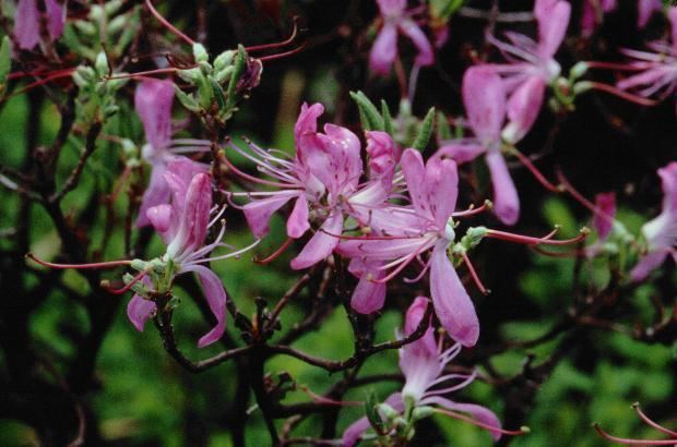Rhododendron canadense Native Azaleas Rhododendron canadense