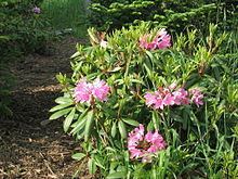 Rhododendron catawbiense httpsuploadwikimediaorgwikipediacommonsthu