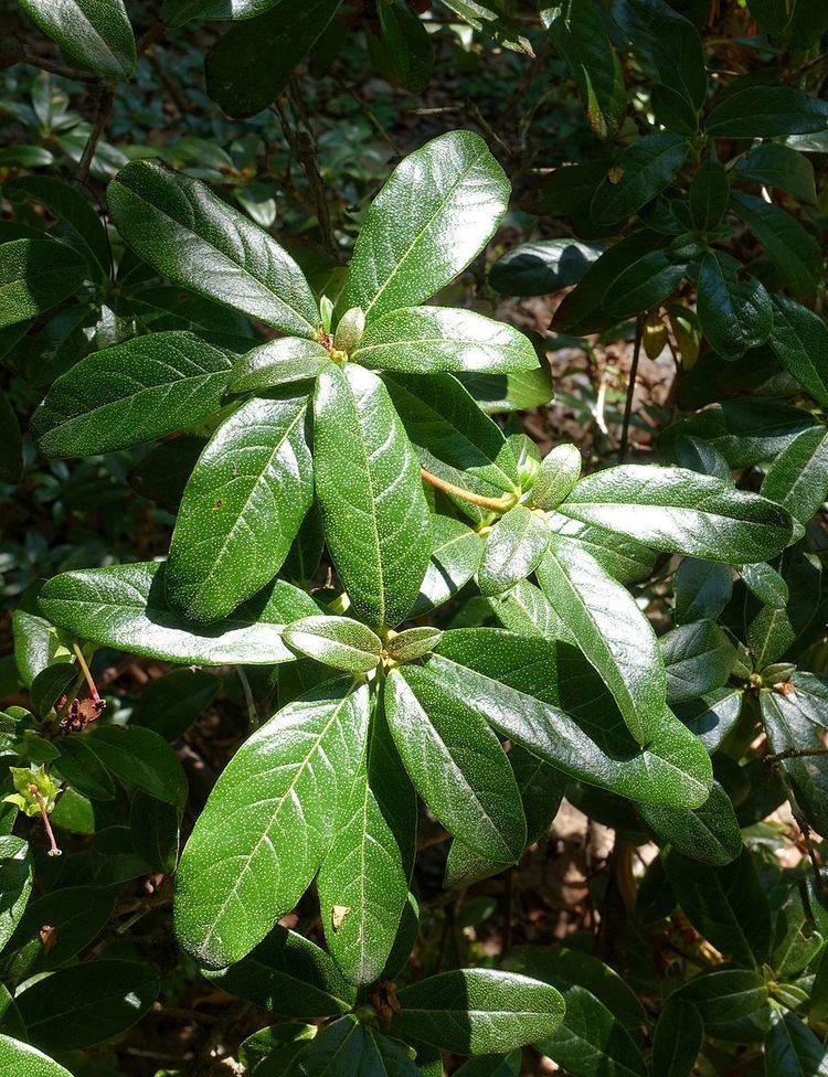 Rhododendron charitopes