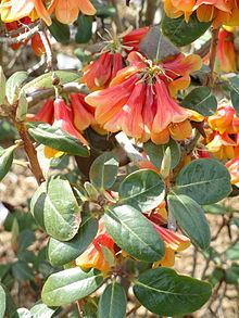 Rhododendron cinnabarinum httpsuploadwikimediaorgwikipediacommonsthu