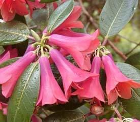 Rhododendron cinnabarinum Species Rhododendron Plant Description