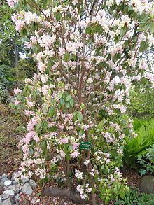 Rhododendron concinnum httpsuploadwikimediaorgwikipediacommonsthu