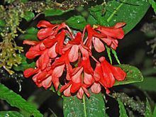 Rhododendron crassifolium httpsuploadwikimediaorgwikipediacommonsthu