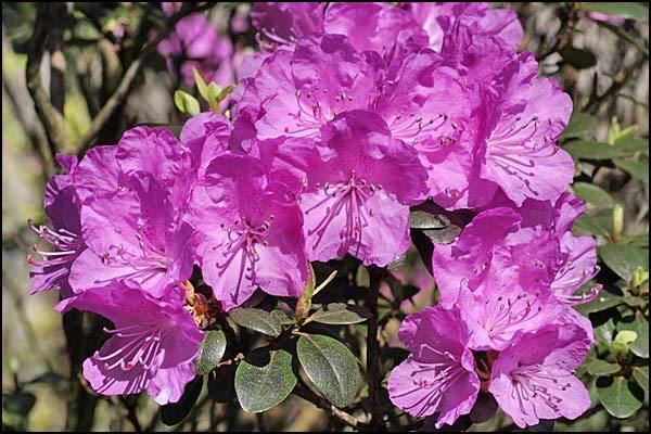 Rhododendron dauricum Rhododendron dauricum