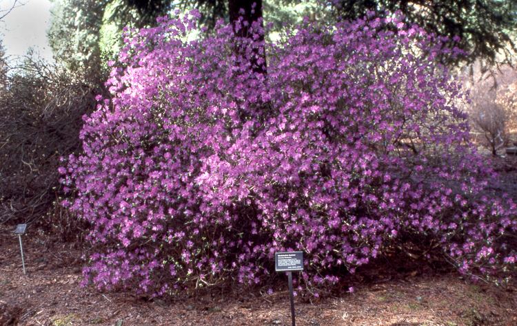 Rhododendron dauricum R dauricum 39Midwinter39 Rhododendron Species Botanical Garden