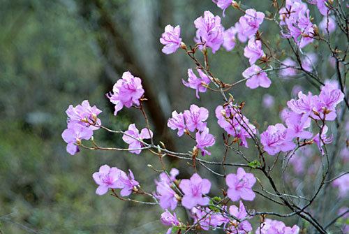 Rhododendron dauricum Rhododendron dauricum Health effects and herbal facts