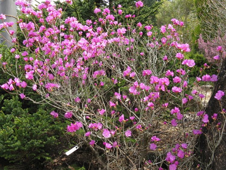 Rhododendron dauricum httpsuploadwikimediaorgwikipediacommons00