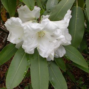 Rhododendron decorum Rhododendron decorum 39Gable39s Hardy White39 Rhododendron elepidote