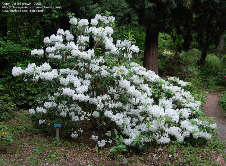 Rhododendron decorum PlantFiles Pictures Rhododendron Rhododendron decorum by growin