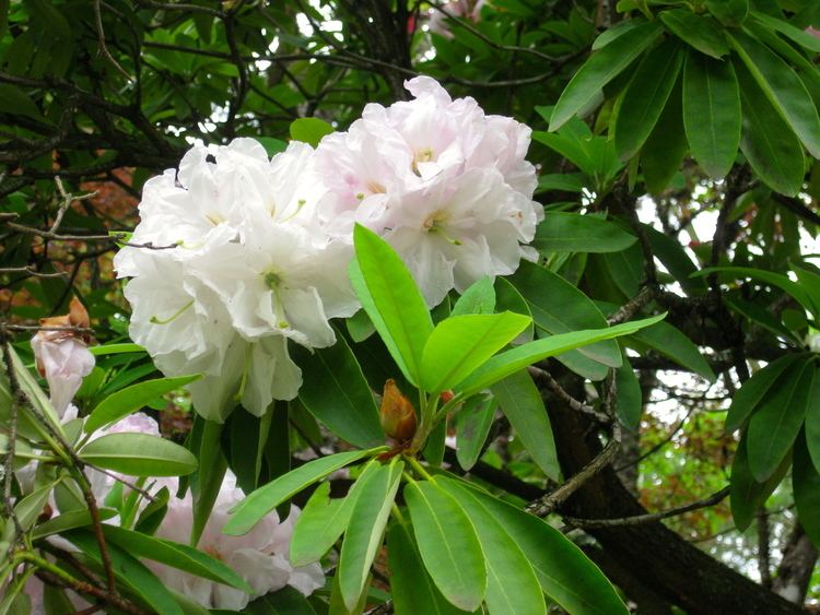 Rhododendron decorum Rhododendron decorum hybrid Rhododendron SJG bloom