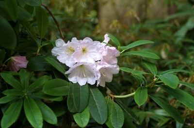 Rhododendron decorum Hirsutuminfo Rhododendron Species decorum ssp decorum