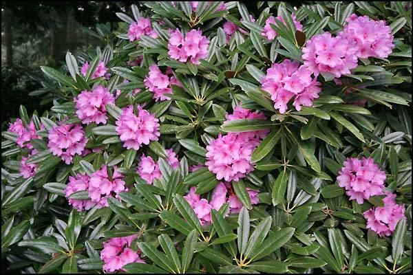 Rhododendron degronianum Rhododendron degronianum ssp heptamerum var heptamerum
