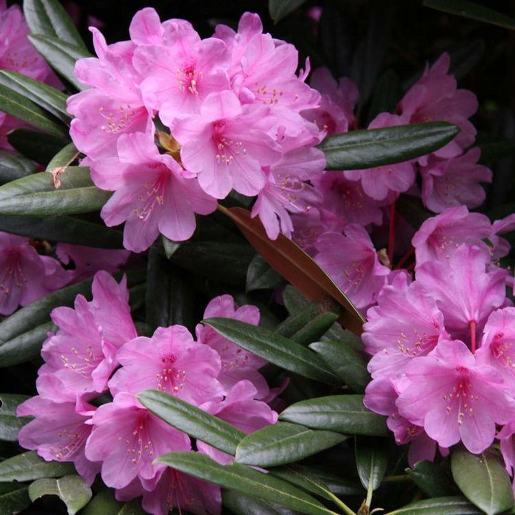 Rhododendron degronianum Rhododendron degronianum heptamerum 39Rae39s Delight39 Deelish Garden