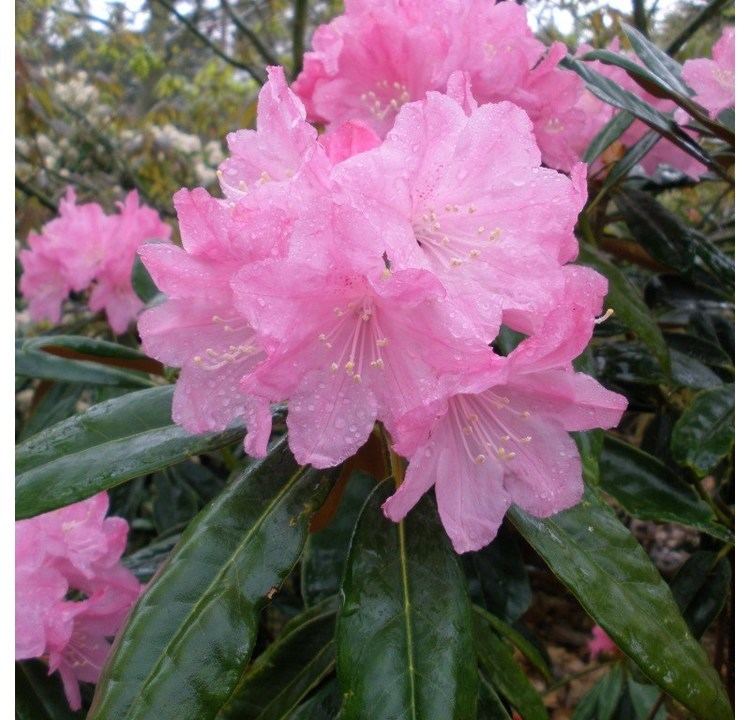Rhododendron degronianum Rhododendron degronianum 39Ho Emma39 Buy 39Ho Emma39 Rhododendrons