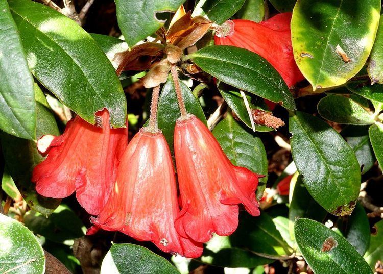 Rhododendron eudoxum