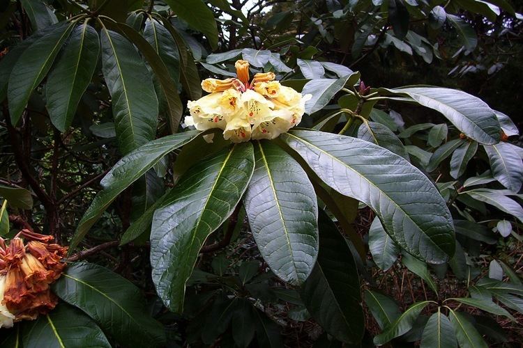 Rhododendron falconeri httpsuploadwikimediaorgwikipediacommonsee