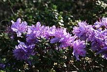 Rhododendron fastigiatum httpsuploadwikimediaorgwikipediacommonsthu