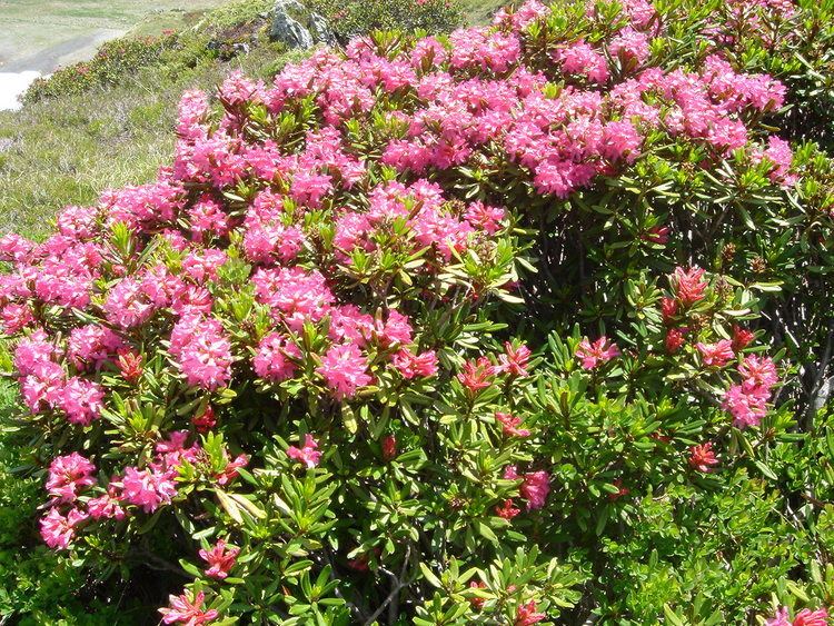 Rhododendron ferrugineum FileRhododendron ferrugineum Pyrenees 6jpg Wikimedia Commons