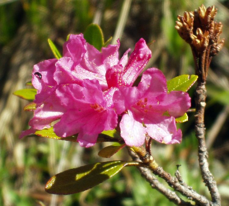 Rhododendron ferrugineum httpsuploadwikimediaorgwikipediacommons44