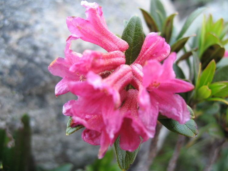 Rhododendron ferrugineum File3514 Fiescheralp Rhododendron ferrugineumJPG Wikimedia