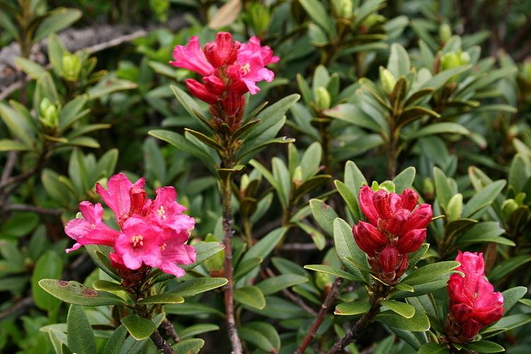 Rhododendron ferrugineum File0 Rhododendron ferrugineum Vallorcine 1JPG Wikimedia Commons