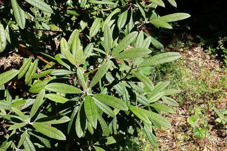 Rhododendron floribundum