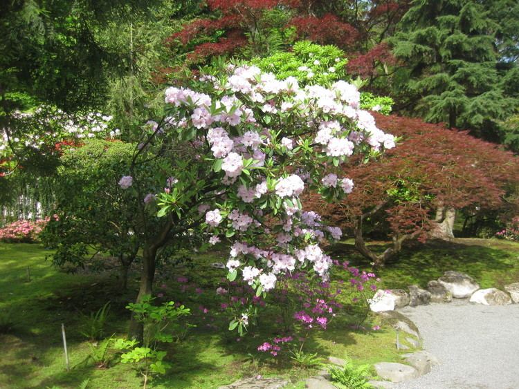 Rhododendron fortunei httpssjgbloom2012fileswordpresscom201205i