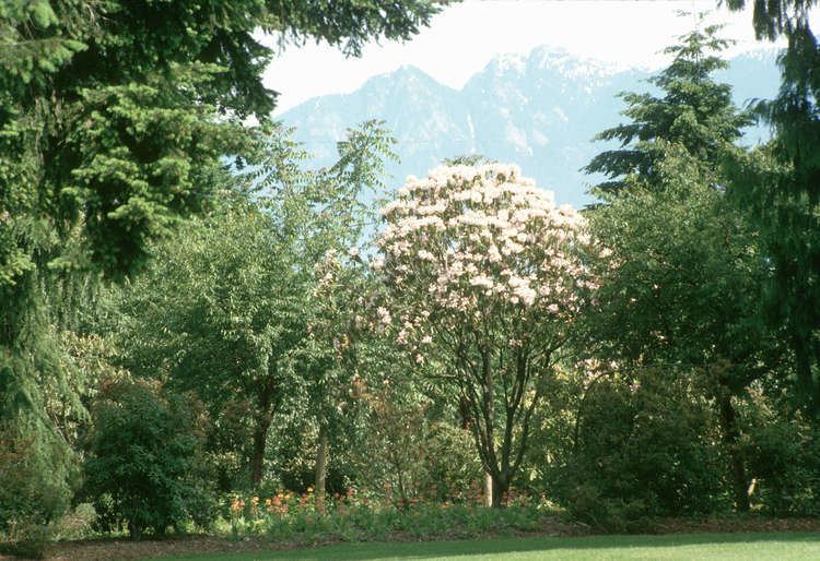Rhododendron fortunei Rhododendron fortunei VanDusen City of Vancouver Archives