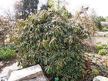 Rhododendron galactinum httpsuploadwikimediaorgwikipediacommonsthu