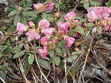 Rhododendron glaucophyllum httpsuploadwikimediaorgwikipediacommonsthu