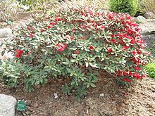 Rhododendron haematodes httpsuploadwikimediaorgwikipediacommonsthu