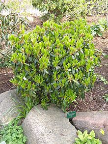 Rhododendron heliolepis httpsuploadwikimediaorgwikipediacommonsthu