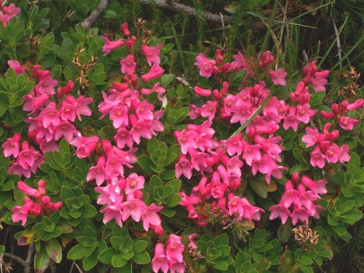 Rhododendron hirsutum Rhododendron hirsutum Photos Diagrams amp Topos SummitPost