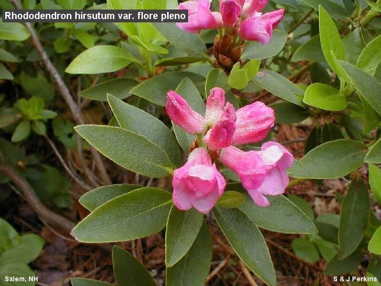 Rhododendron hirsutum Rhododendron hirsutum Species In Our Midst
