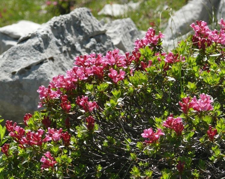 Rhododendron hirsutum FileRhododendron hirsutum 250708jpg Wikimedia Commons