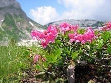 Rhododendron hirsutum httpsuploadwikimediaorgwikipediacommonsthu