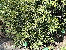 Rhododendron hunnewellianum httpsuploadwikimediaorgwikipediacommonsthu