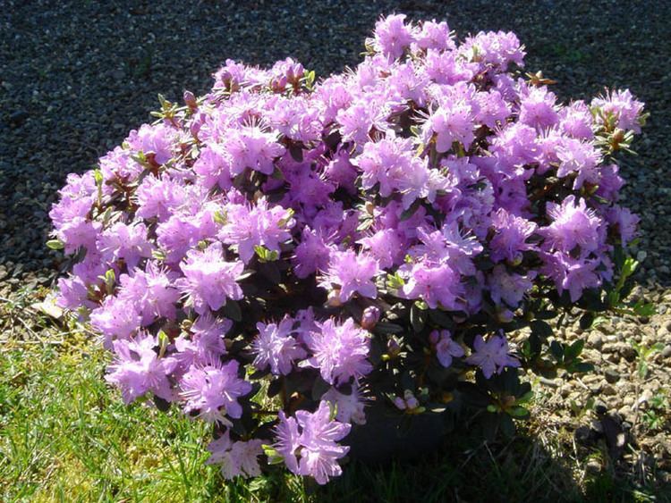 Rhododendron impeditum FileRhododendron impeditum 6JPG Wikimedia Commons