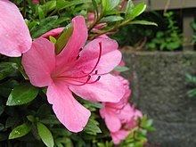 Rhododendron indicum httpsuploadwikimediaorgwikipediacommonsthu