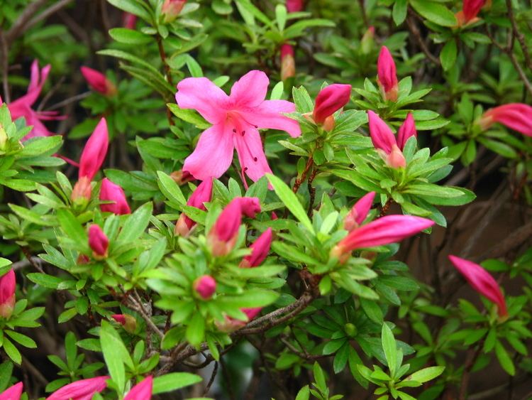 Rhododendron indicum FileRhododendron indicum 02JPG Wikimedia Commons