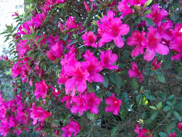 Rhododendron indicum Online Plant Guide Rhododendron indicum 39Dixie Beauty39 Dixie