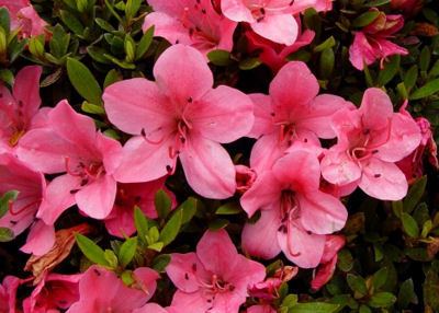 Rhododendron indicum Hirsutuminfo Rhododendron Species indicum