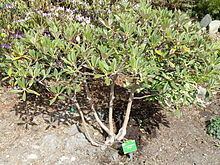 Rhododendron insigne httpsuploadwikimediaorgwikipediacommonsthu