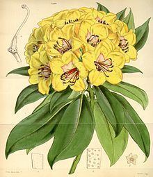 Rhododendron javanicum httpsuploadwikimediaorgwikipediacommonsthu
