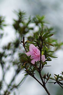 Rhododendron kanehirai httpsuploadwikimediaorgwikipediacommonsthu